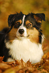 lying Australian Shepherd