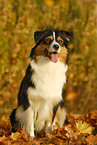 sitting Australian Shepherd