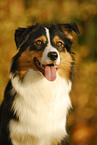 Australian Shepherd Portrait