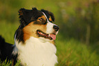 Australian Shepherd Portrait