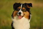 Australian Shepherd Portrait