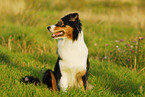 sitting Australian Shepherd