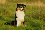 sitting Australian Shepherd