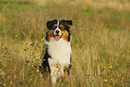 sitting Australian Shepherd