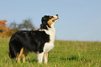 Australian Shepherd