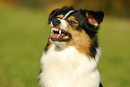 Australian Shepherd Portrait