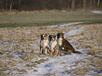 Australian Shepherds