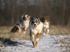 running Australian Shepherds