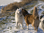 Samoyed and Australian Shepherd