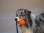 blue-merle Australian Shepherd