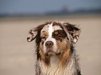 red-merle Australian Shepherd