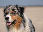 blue-merle Australian Shepherd