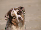 red-merle Australian Shepherd