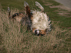 blue-merle Australian Shepherd