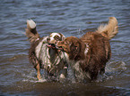 playing Australian Shepherds