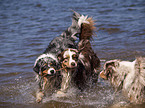 playing Australian Shepherds