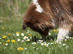 snuffling Australian Shepherd