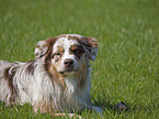 red-merle Australian Shepherd