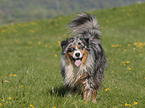 blue-merle Australian Shepherd