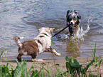 playing Australian Shepherds