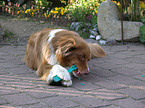 lying Australian Shepherd