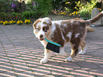 Australian Shepherd puppy