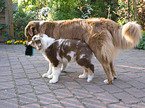 playing Australian Shepherds