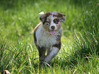 Australian Shepherd puppy