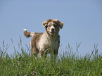 Australian Shepherd puppy