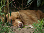 lying Australian Shepherd