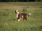 young Australian Shepherd