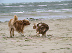 Australian Shepherds