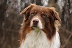 Australian Shepherd