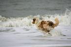 running Australian Shepherd