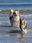 running Australian Shepherds