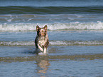 running Australian Shepherd