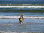 bathing Australian Shepherd