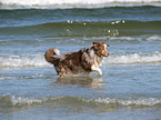 running Australian Shepherd