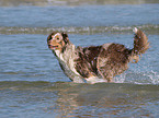 running Australian Shepherd