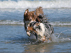 running Australian Shepherds