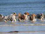 running Australian Shepherds