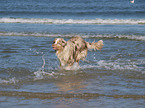 running Australian Shepherd