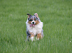 running Australian Shepherd