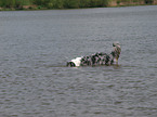 bathing Australian Shepherd