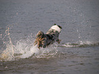 running Australian Shepherd