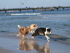running Australian Shepherds
