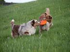 playing Australian Shepherds