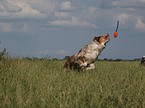 playing Australian Shepherd