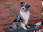 sitting Australian Shepherd