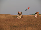 playing Australian Shepherds